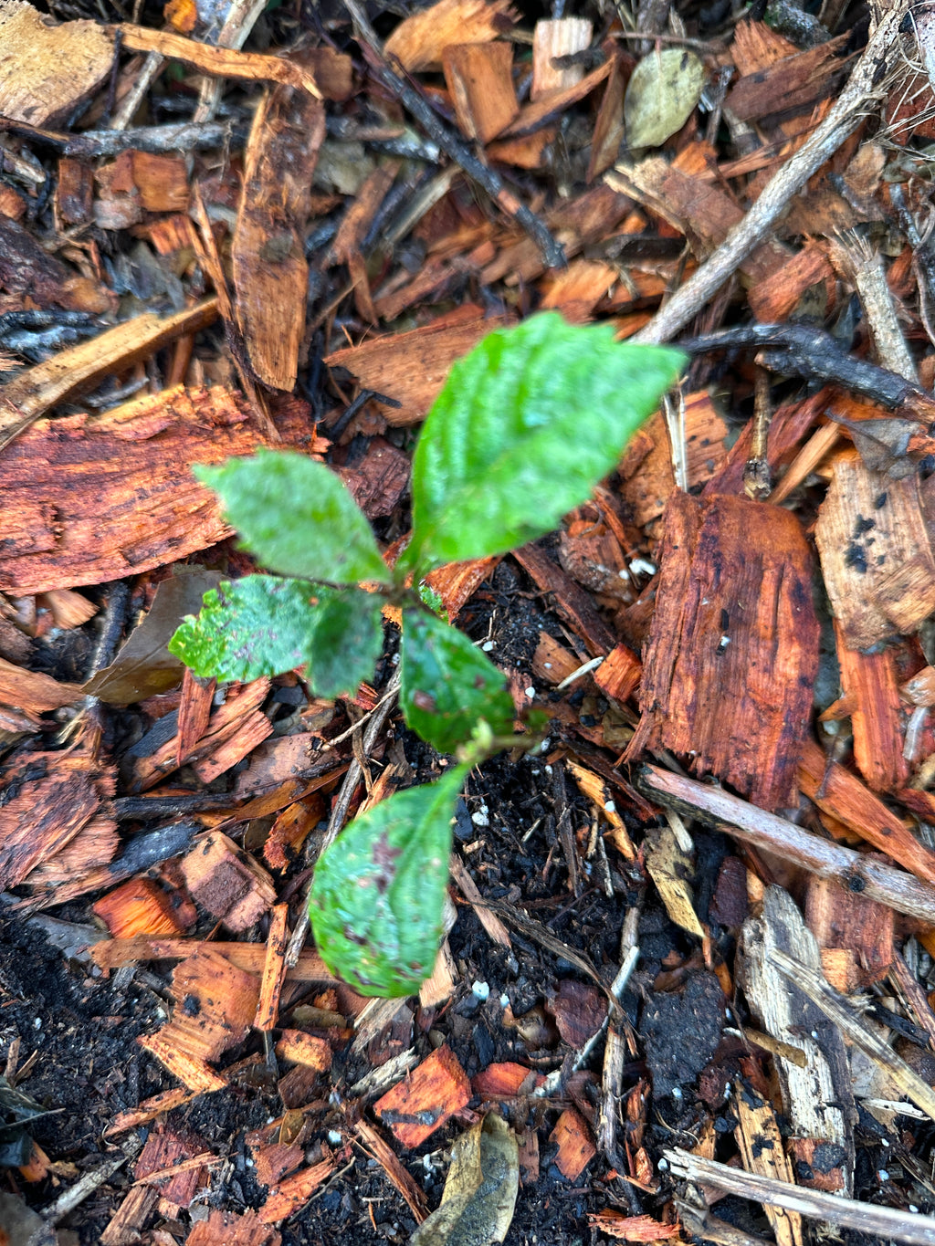 Loquat seeds (Japanese plum)