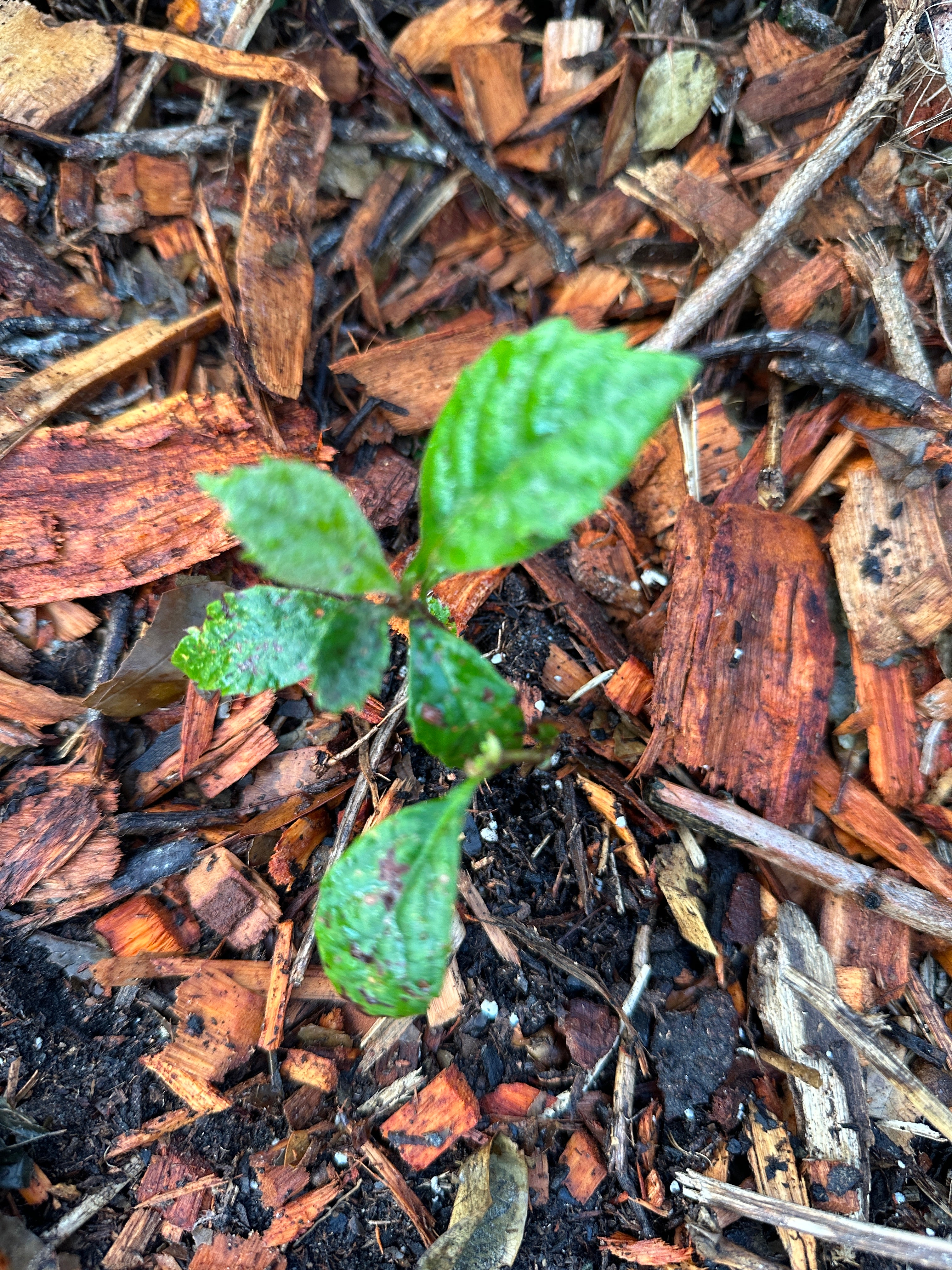 Loquat seeds (Japanese plum)