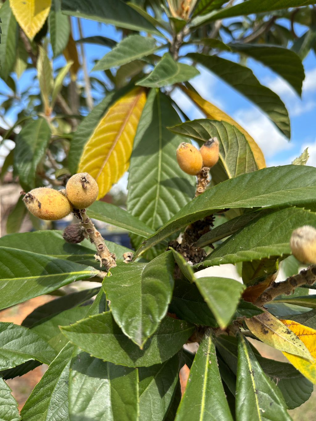 Loquat seeds (Japanese plum)