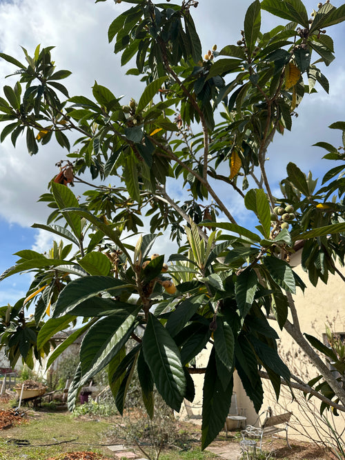 Loquat seeds (Japanese plum)