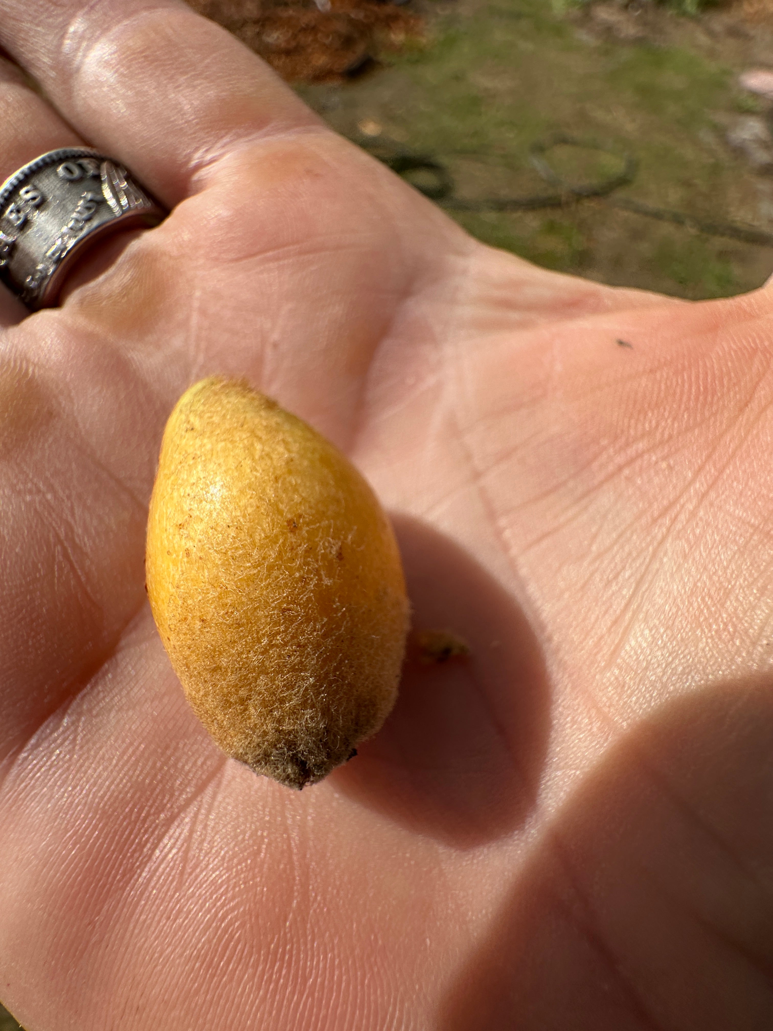 Loquat seeds (Japanese plum)