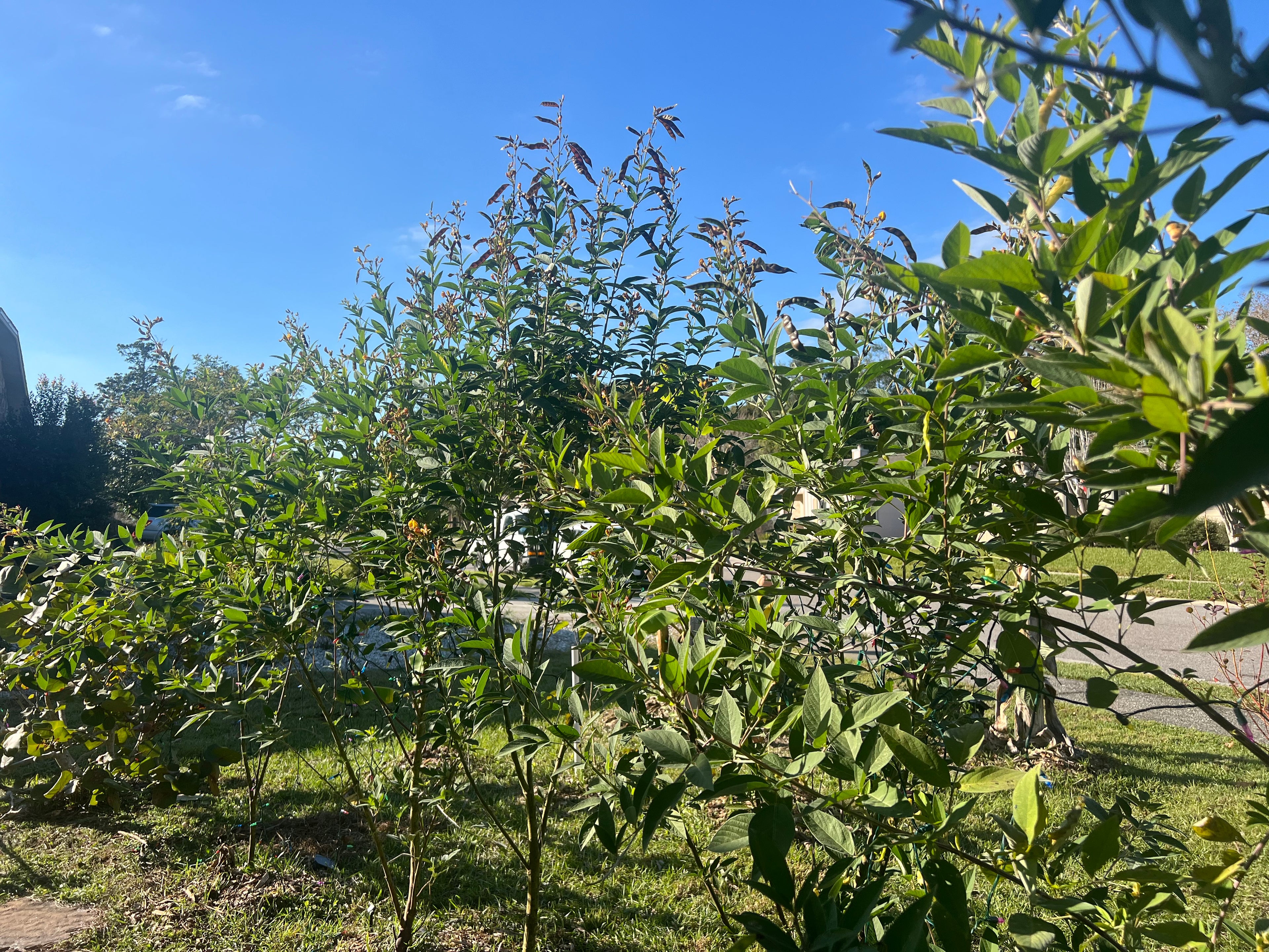 Pigeon Pea Seeds - Cajanus cajan, gandules, gungo peas