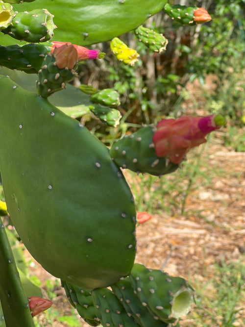 Paddle cactus - Cutting for planting