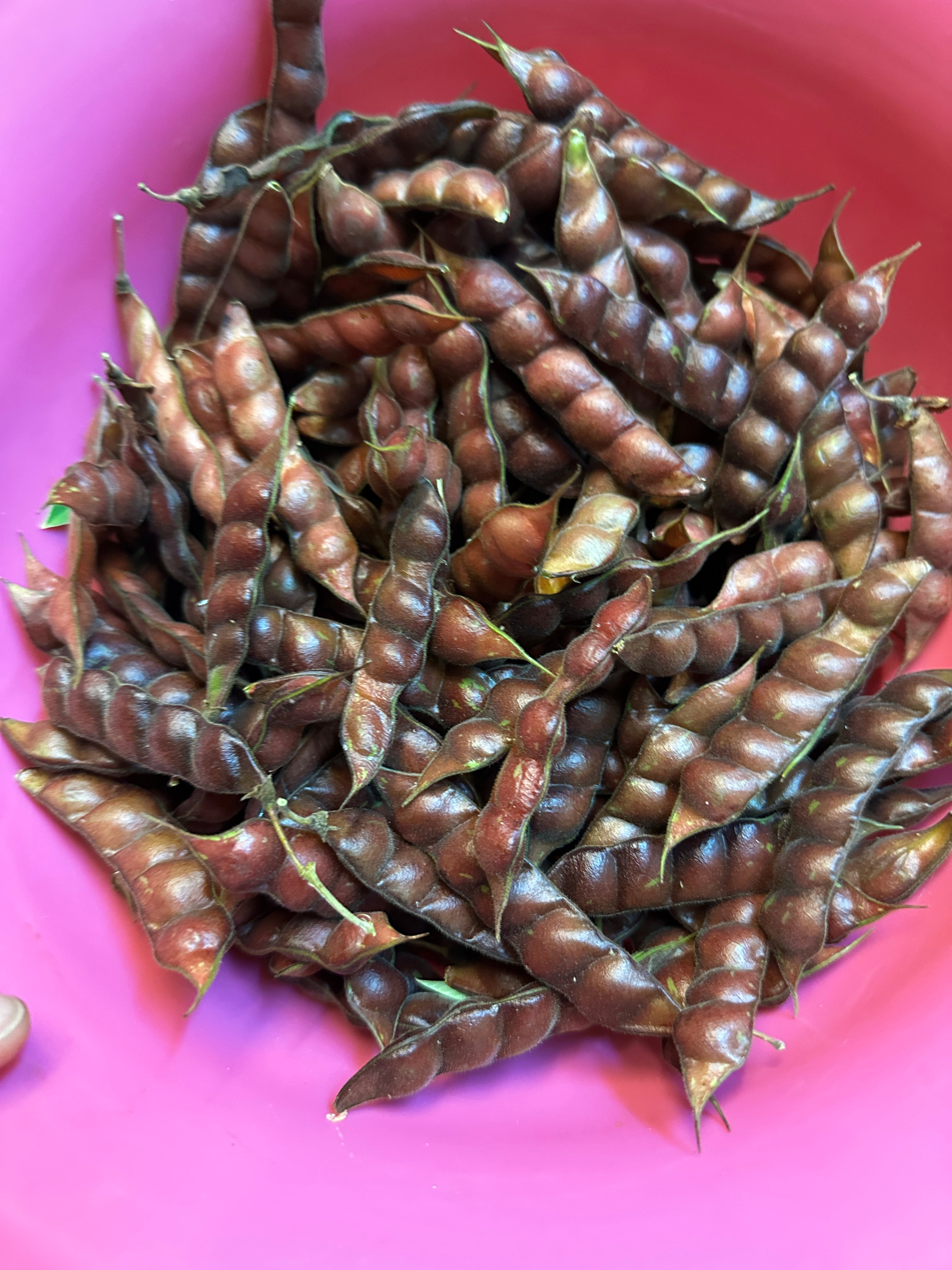 Pigeon Pea Seeds - Cajanus cajan, gandules, gungo peas