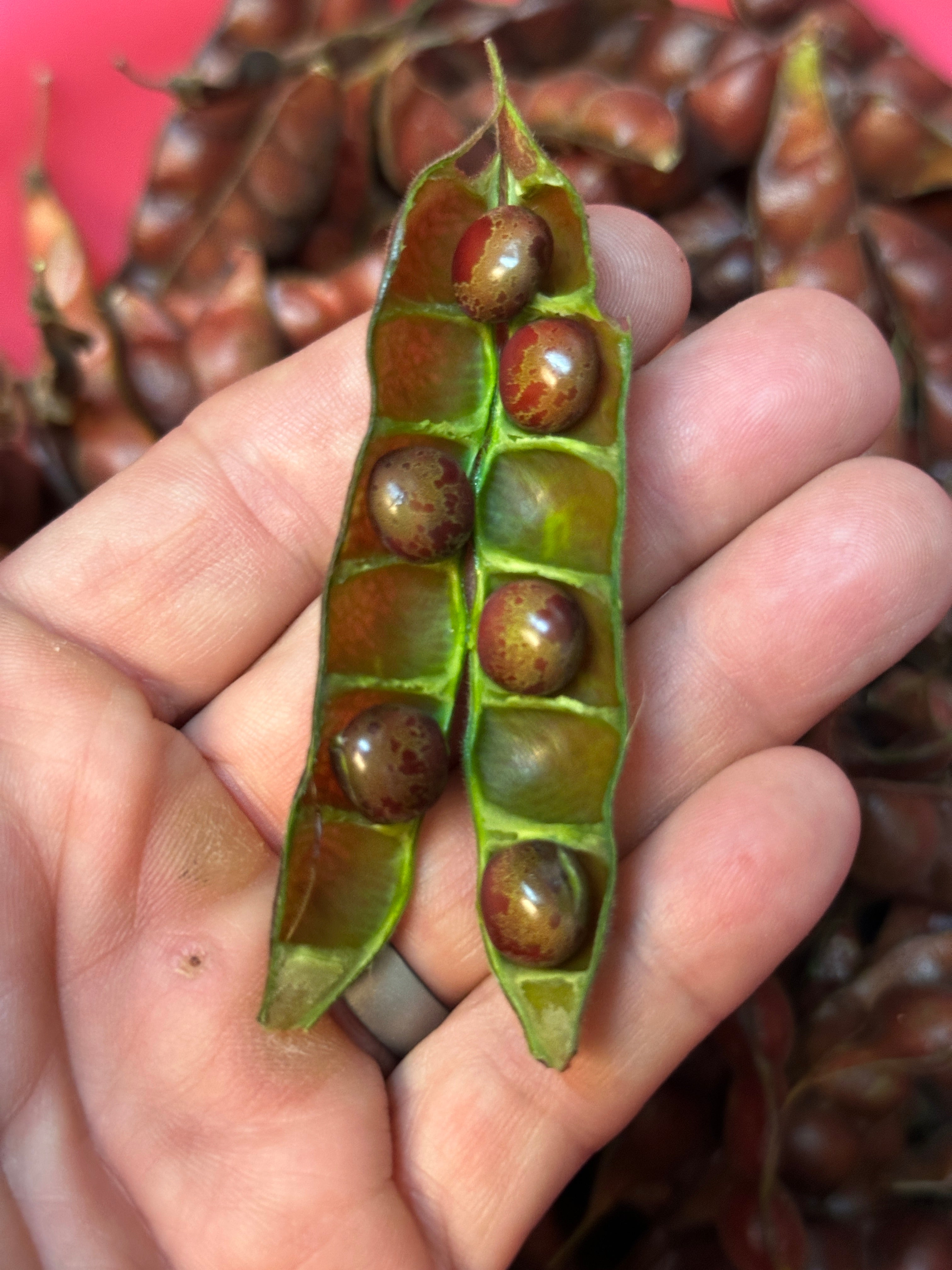 Pigeon Pea Seeds - Cajanus cajan, gandules, gungo peas