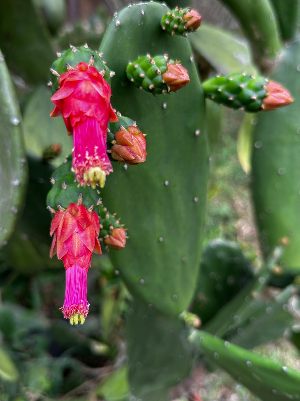 Paddle cactus - Cutting for planting