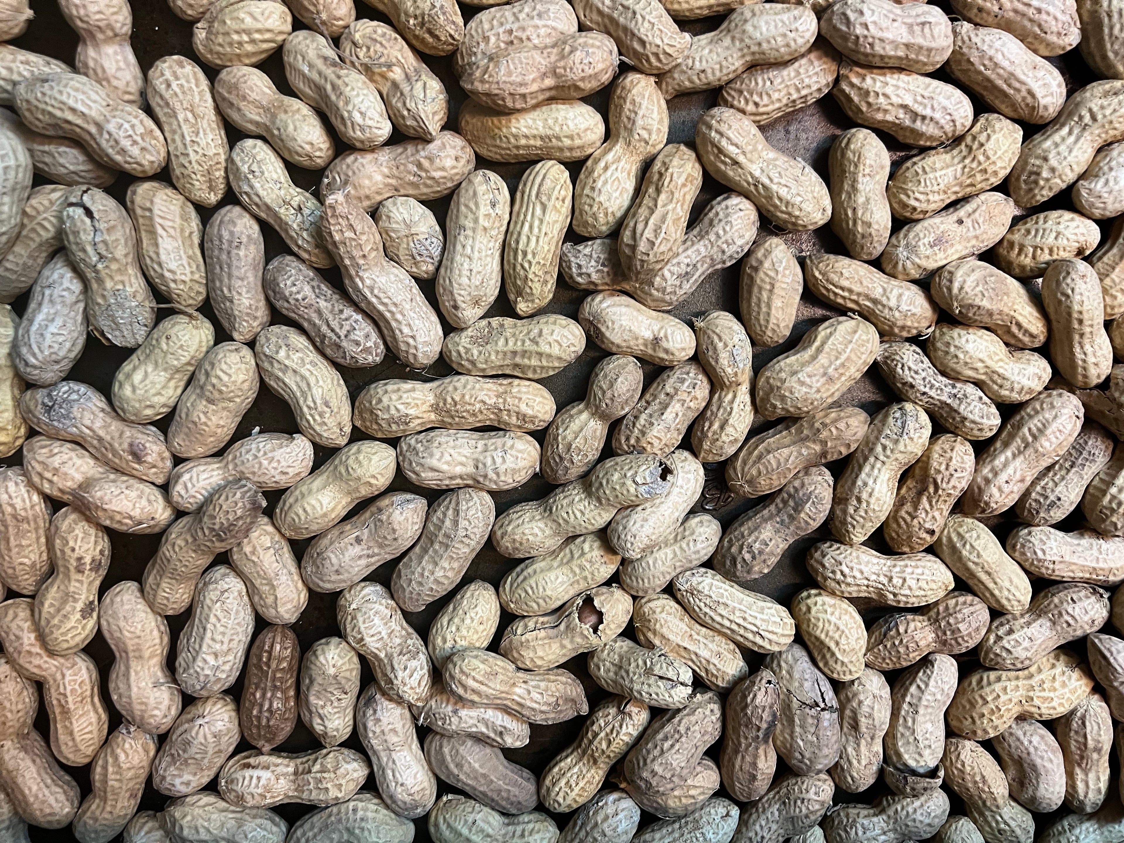 Virginia Peanut Seeds