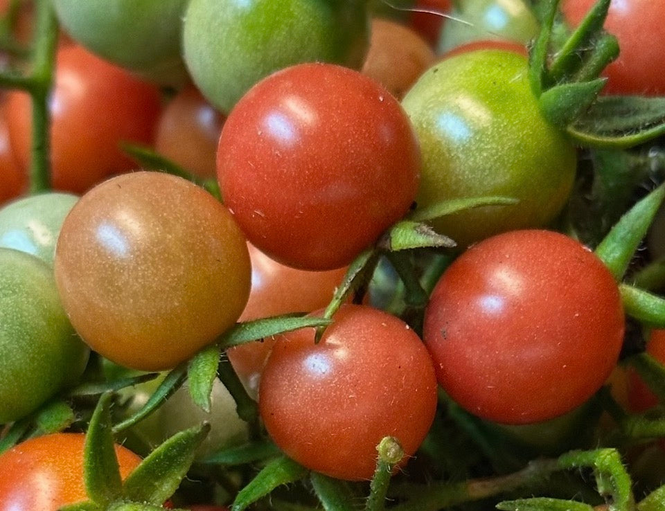 Sweet Cherry Tomato Seeds
