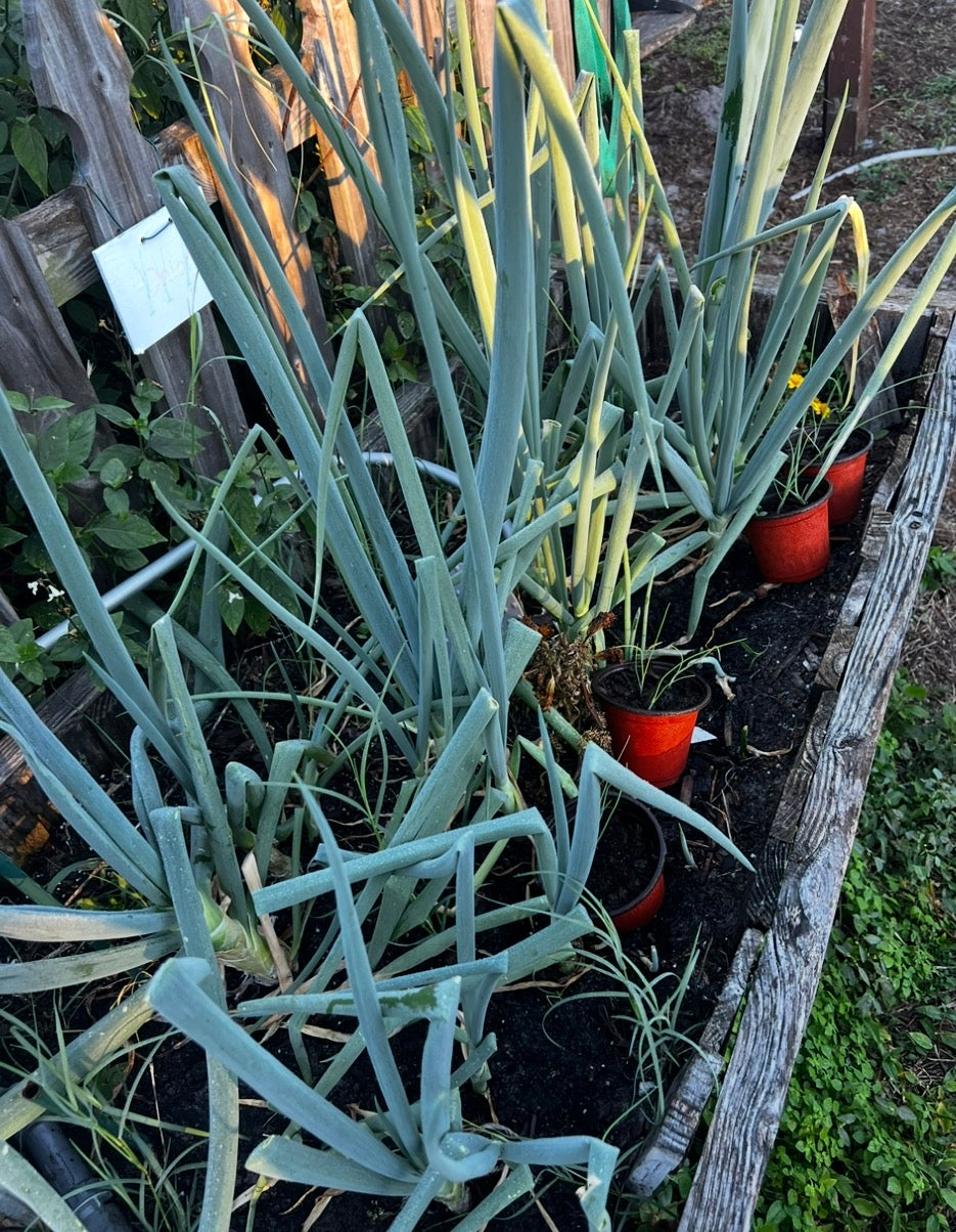 Bunching onion seeds
